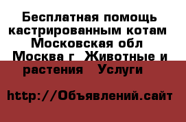 Бесплатная помощь кастрированным котам - Московская обл., Москва г. Животные и растения » Услуги   